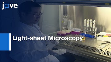 Light-sheet Microscopy for 3D Visualization of Immune Cells | Protocol Preview