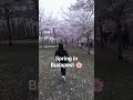 Beautiful cherry blossoms 🌸🇭🇺