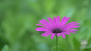 Beautiful Hymns for Lent
