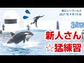 新人トレーナーさん☆猛練習【2021年9月15日】Orcas at Kamogawa Sea World