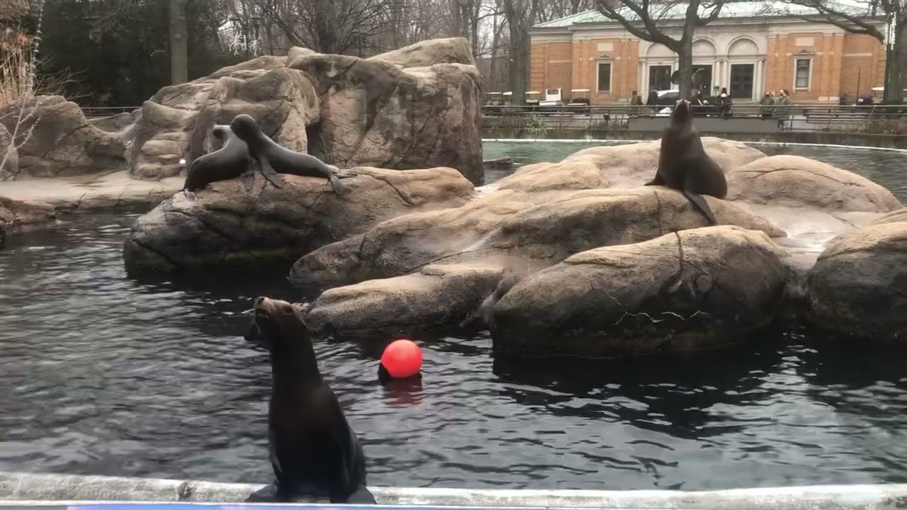 # seal ￼ says  fish fish fish I want fish. ￼
