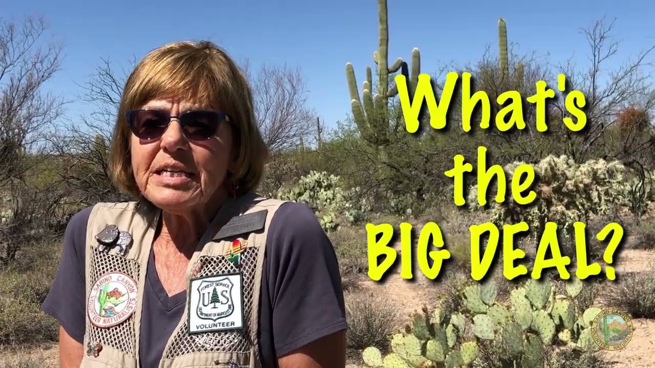 Sabino Canyon Fun Facts