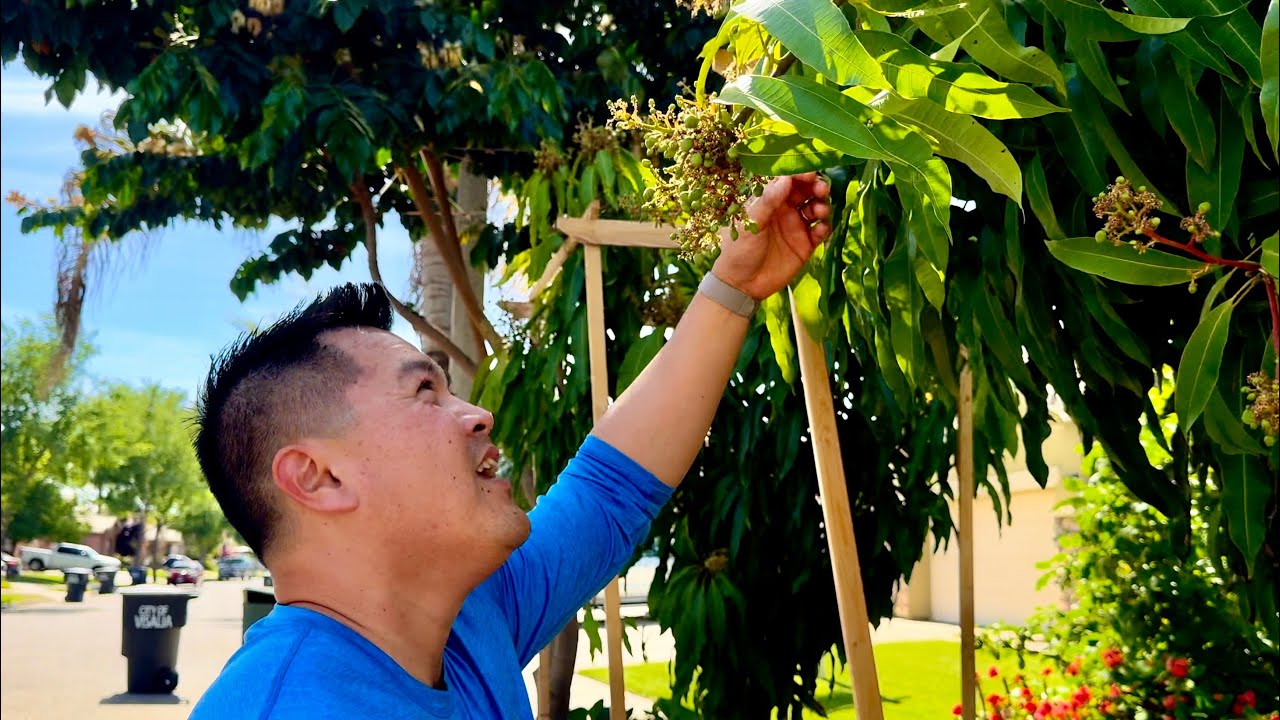 What You Can Expect When Growing Tropical Fruit Trees in California's Central Valley