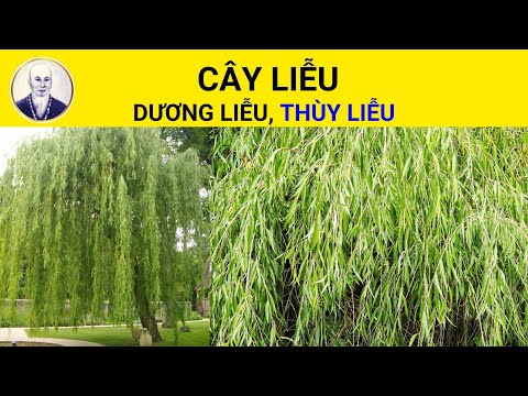 Video: Cây liễu có nguy hiểm không?