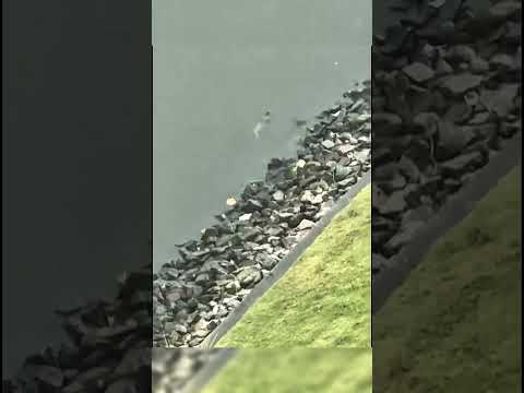 حفلة حورية البحر 03