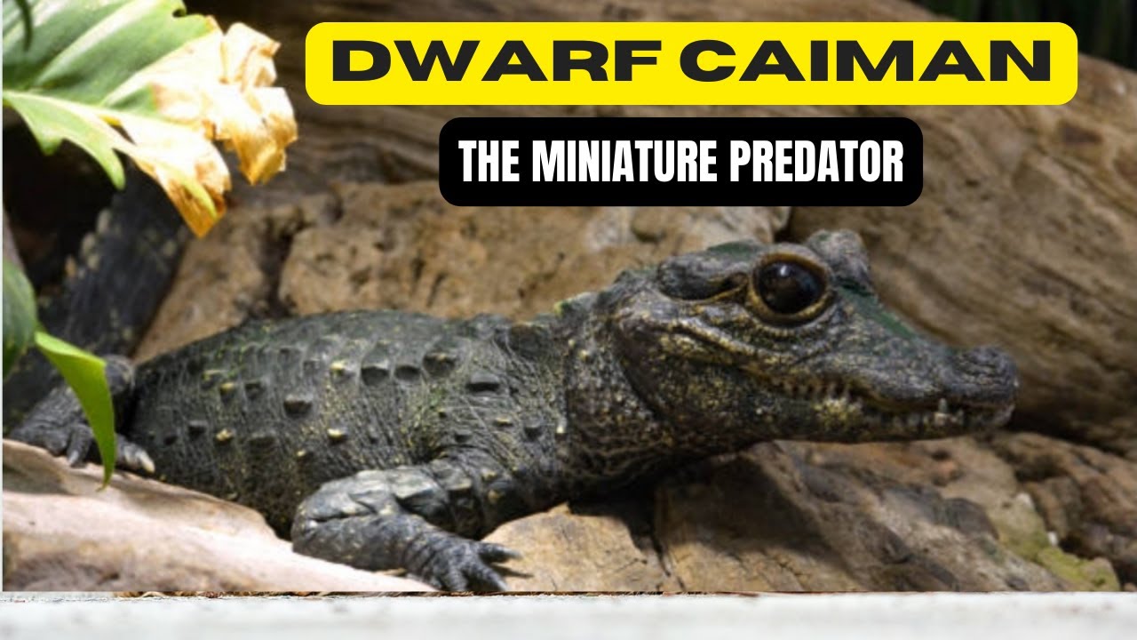 Dwarf Caiman: The Miniature Predator Unveiled EP.07 #dwarfcaiman # ...