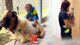 Too Heartwarming!CUTIS & BUEM Worry About the Sick Baby