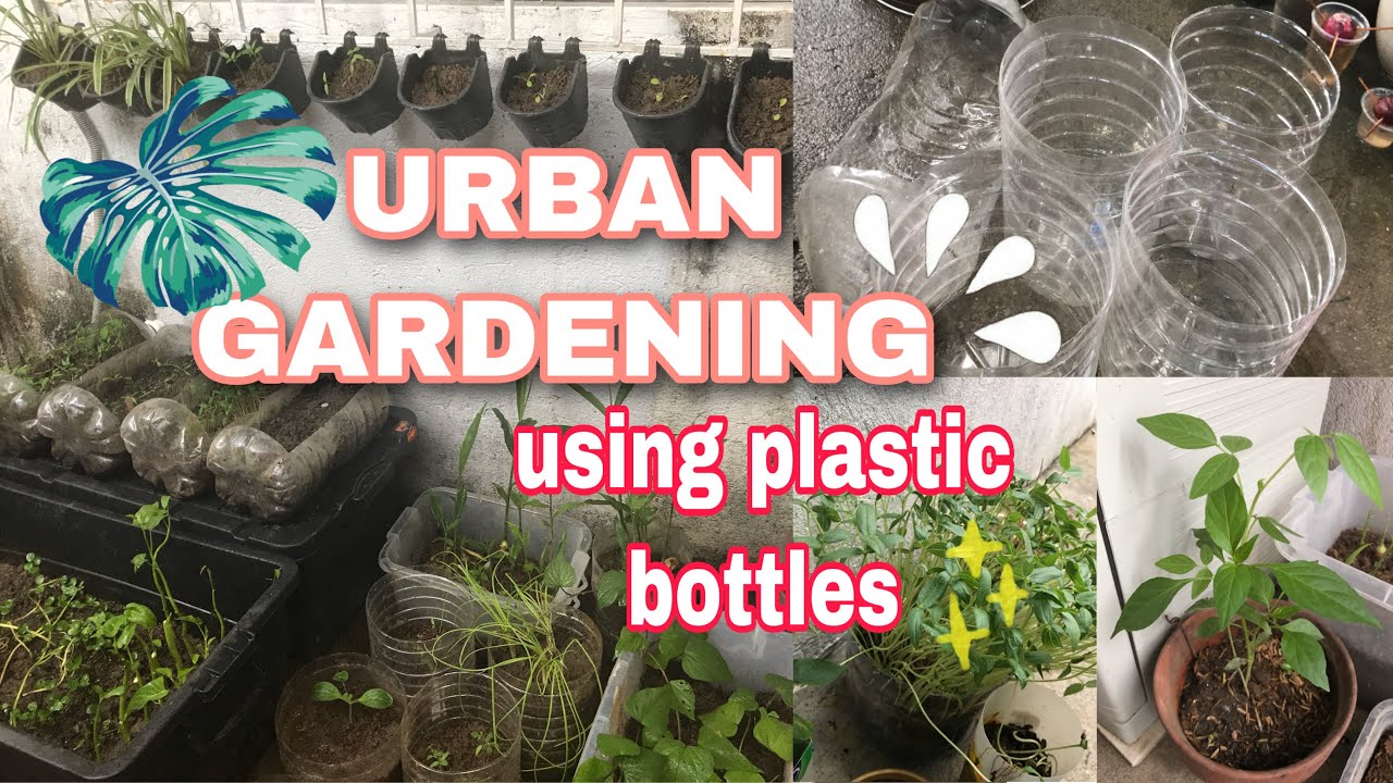 URBAN GARDENING using plastic bottles. YouTube