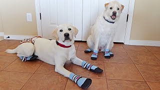 My Puppy And Dog Wear Shoes For The First Time!!