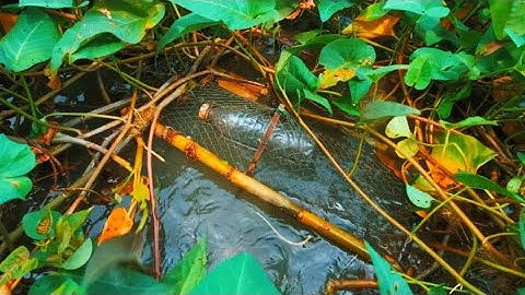 Bẫy Cá Không Mồi Mùa Lũ Rách Lờ Vẫn Dính Toàn Cá Lóc