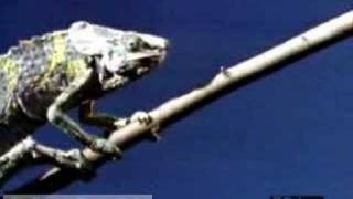African Chameleon Preying on Insects (Britannica.com)