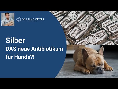 Video: Was ist der Unterschied zwischen den elsässischen und deutschen Schäferhunden?