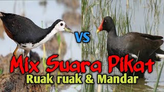 🔴Mix Suara Pikat Ruak-Ruak & Mandar || by. Iyuz Sniper Kidal