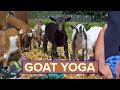 Goat Yoga in Northern California