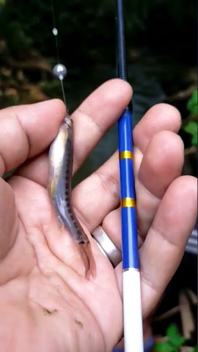 ikan Ucengnya sebesar tegek #mancingwader #mancinguceng #mancingliar #microfishing