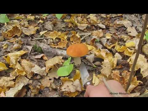 Подосиновик. Полезные и