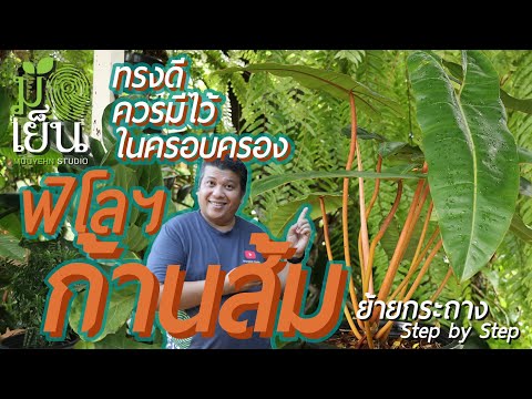 วีดีโอ: พันธุ์ต้นส้มที่ทนทาน - การเลือกต้นส้มสำหรับสวนโซน 7