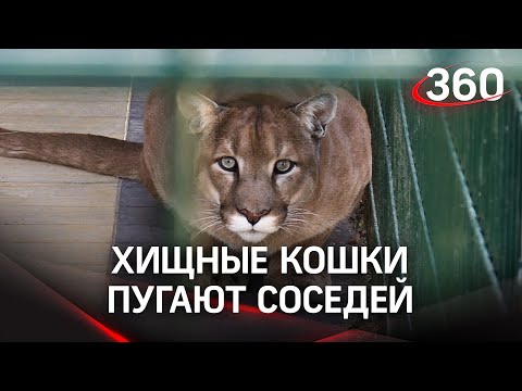 Хозяйку хищных животных просят убрать питомцев с участка