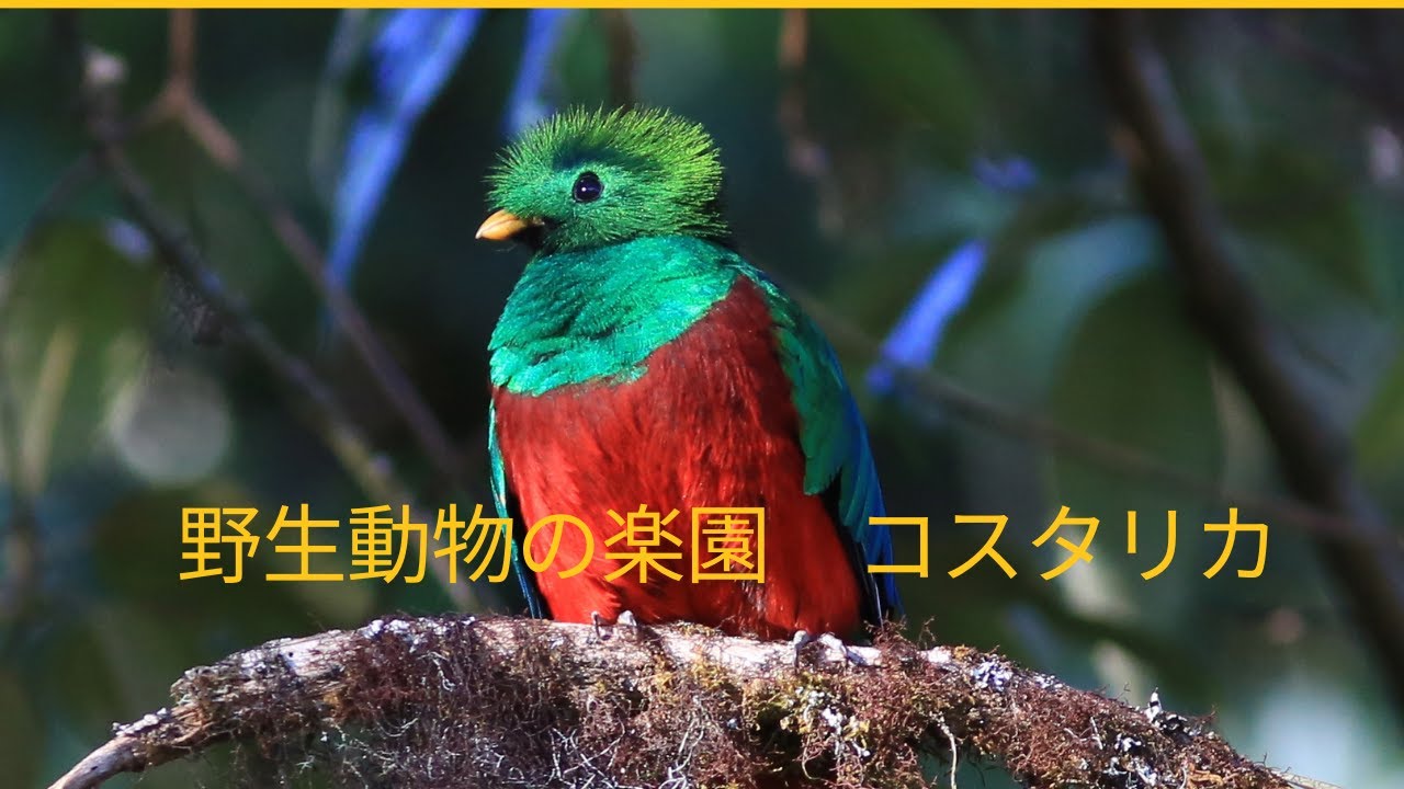 魅惑の楽園コスタリカ 冒険と野生動物との出会いに感動 Youtube