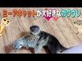 動物たちは朝から元気です【カワウソ】【ミーアキャット】