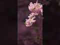 2026/03/01 #生田 #五反田川 #河津桜 #LUMIX #S1RII #BRAW #Cinematic #8K動画  #nature #sakura #gotandagawa #ikuta