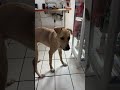 #perros #canilla #mascotas #cachorrosdivertidos #perritos #cachorros
