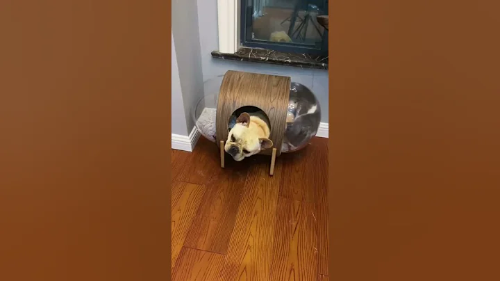 This french bulldog is a fart machine! 🐶💨😵‍💫 #shorts #frenchbulldog #cat #fart #funny