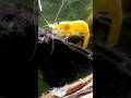 #shrimptank | Yellow Shrimp ASMR: Relaxing Zen Gaze