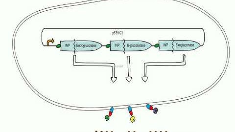 Cell surface display -Edinburgh iGEM 2011