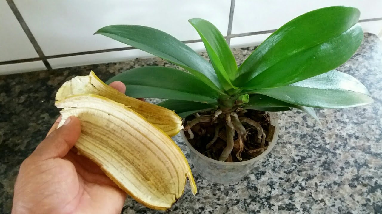 Passe casca de banana na sua orquídea e se surpreenda !! - YouTube