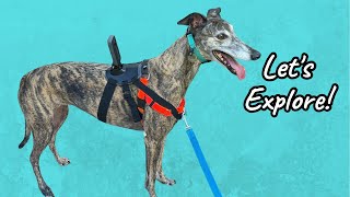 I Strapped an Insta360 Camera to my Greyhound by Hi, I'm Steph 574 views 4 months ago 2 minutes, 59 seconds