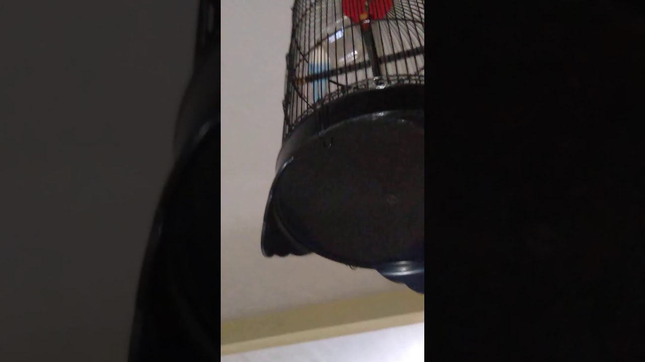 Burung langka warna putih  biru langit  YouTube