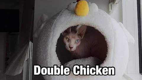 Watch the video about This Sphynx Cat Loves Her Chicken Bed So Much! 🐔