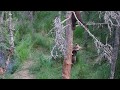 Mama Bear Guarding Three Cubs in Tree