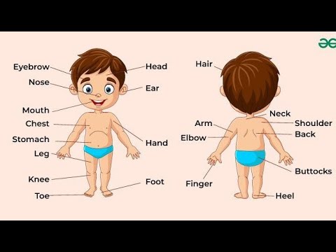 Learn the parts of the body with The Learnify Web ️ - YouTube