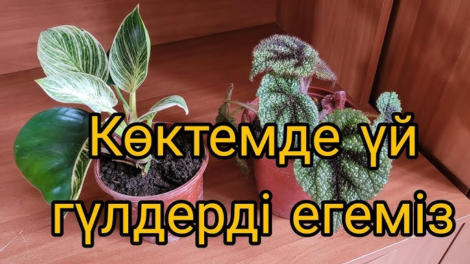 Секс туралы фильмдерді қараңыз