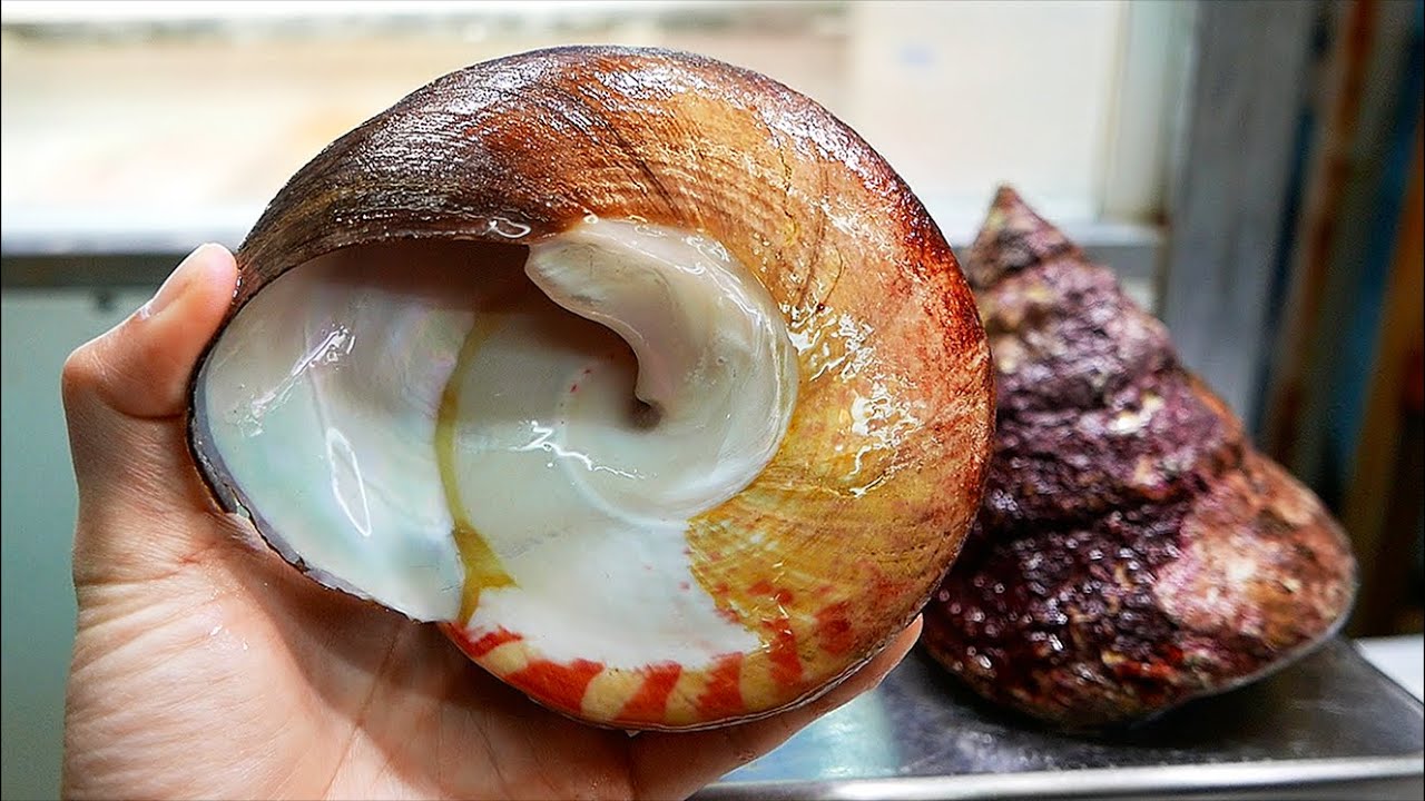 Japanese Street Food - GIANT TOP SHELL Sea Snail Okinawa Seafood Japan | Travel Thirsty