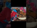 Abu takes care of the puppy  #shortfamilyabu #familyabu #shortsvideo #monkeyvideo