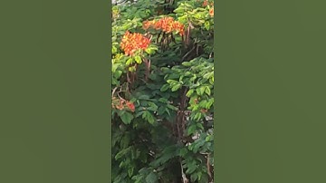 🕌 تلاوة سورة الفاتحة 🕌 برواية حفص عن عاصم 🕌