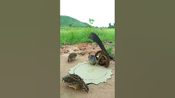 Technique Unique Trap # Creative DIY Quail Bird Trap #shorts