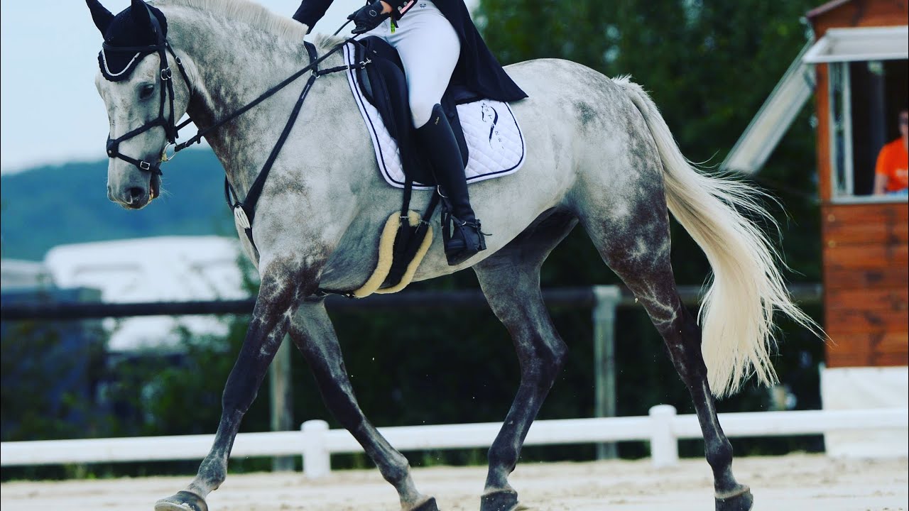 Séance 5 : Comment obtenir le rassemblé au trot et au galop, puis le trot allongé avec son cheval