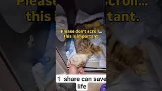 watch this video for my cats feeding them every day please subscribe to the channel ♥️#cat #usa