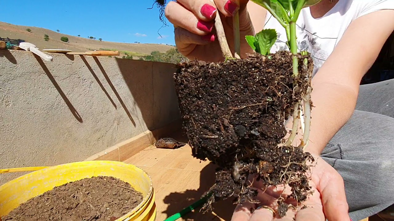 Replantio de Hortênsia 🌸