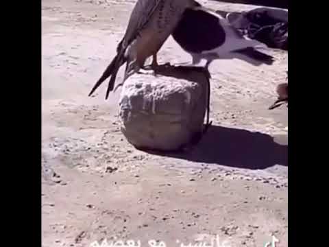 افا اهانة موظف اثناء عمله