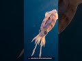 The Only Squid That Hunts With Invisible Filaments