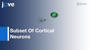 Electroporation/Primary Neuronal Culture: Studying Gene Function l Protocol Preview