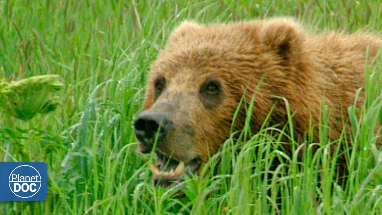 Alaska Salvaje. Documental Completo