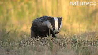 Badger smelling ant nest hidden under grass, Bedfordshire, UK.