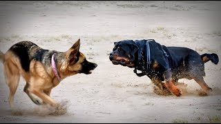 Animal : Why Do Dogs Have Wet Noses? The Fascinating Truth Revealed!