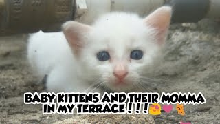 I FOUND 2 CUTE KITTENS AND THEIR MOMMA CAT IN MY TERRACE😍🐈❤️|NIRU'S PET ZONE by Niru's Petzone 382 views 3 years ago 5 minutes, 4 seconds